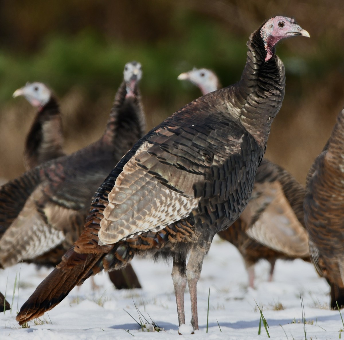 シチメンチョウ - ML646616175