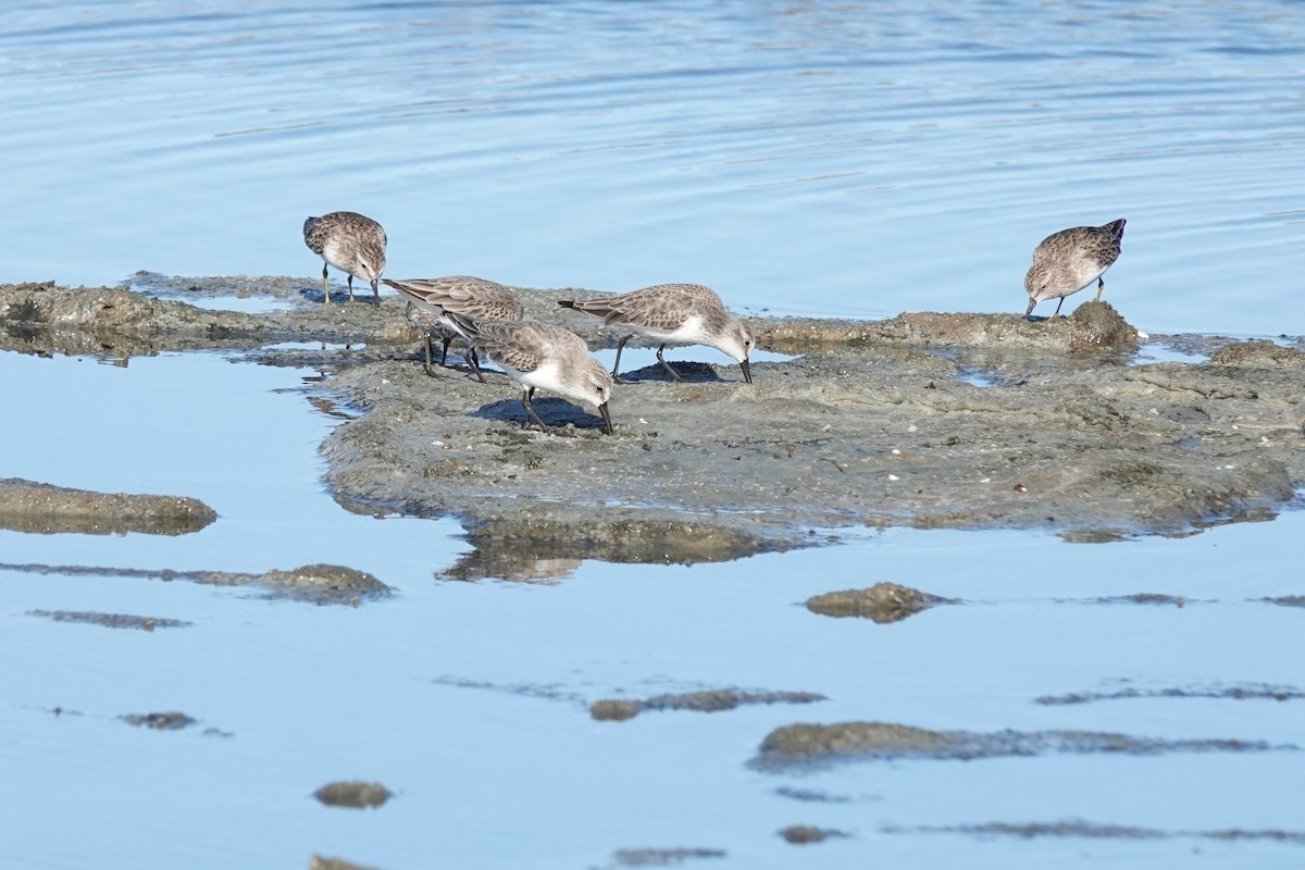 Western Sandpiper - ML646616178