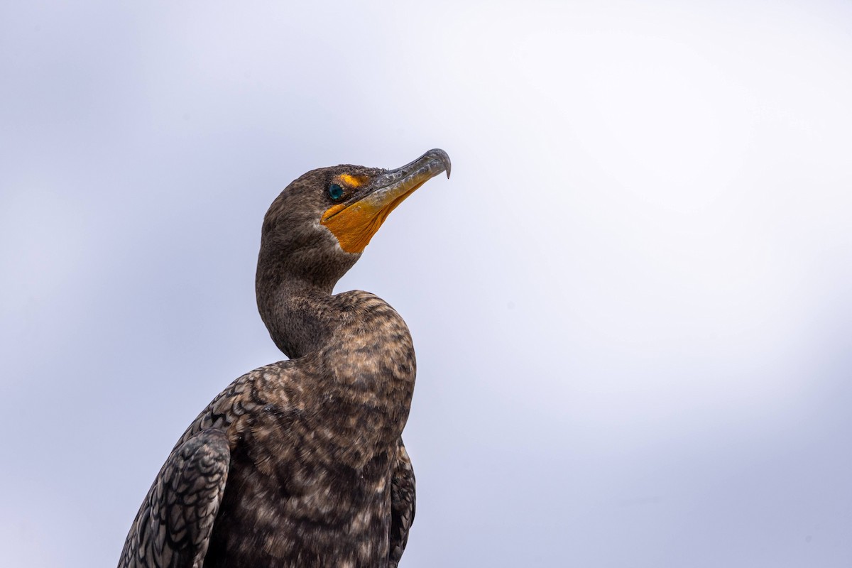 Double-crested Cormorant - ML646616179