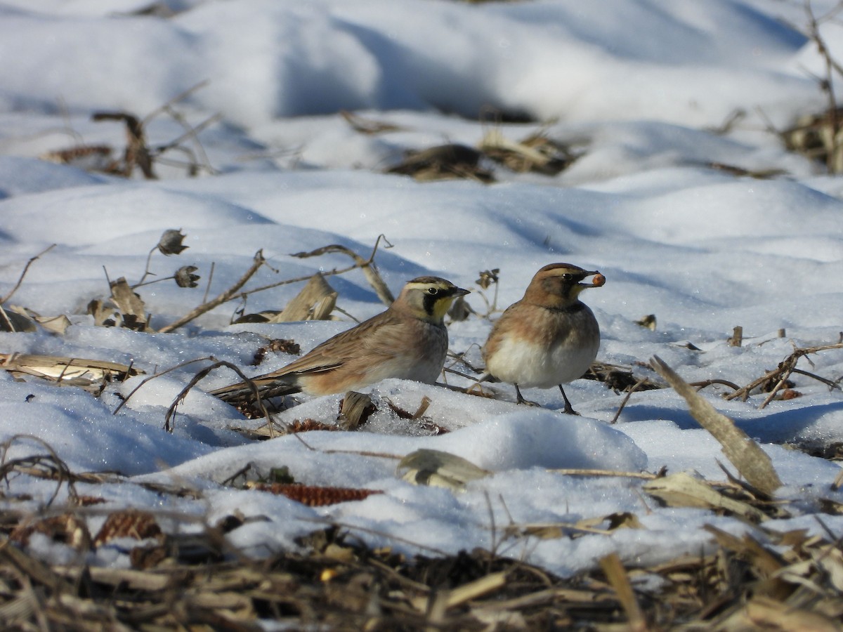 Horned Lark - ML646616183