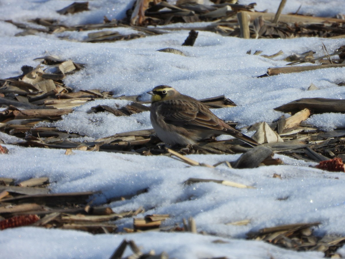 Horned Lark - ML646616184