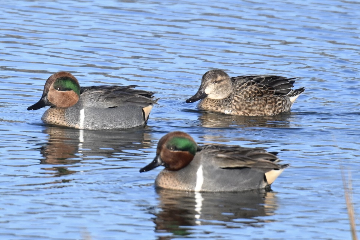 Green-winged Teal - ML646616185