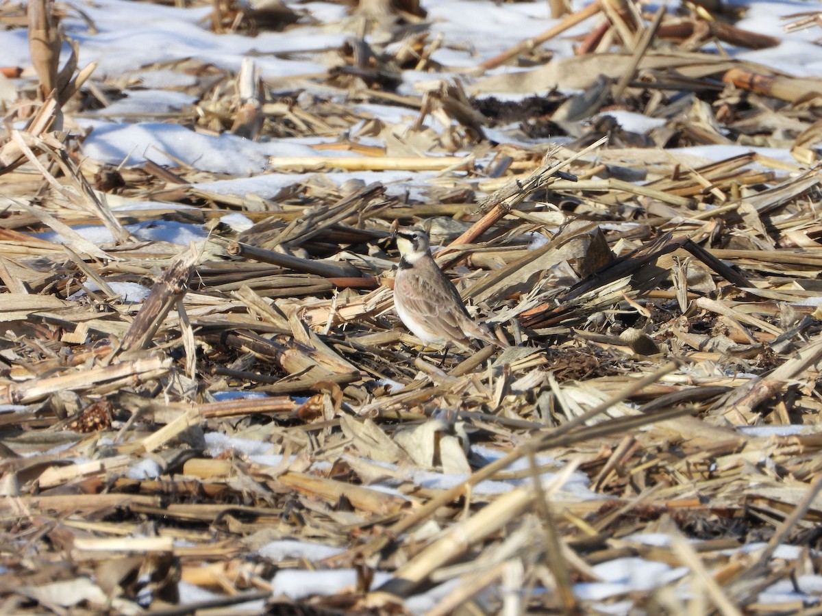 Horned Lark - ML646616186