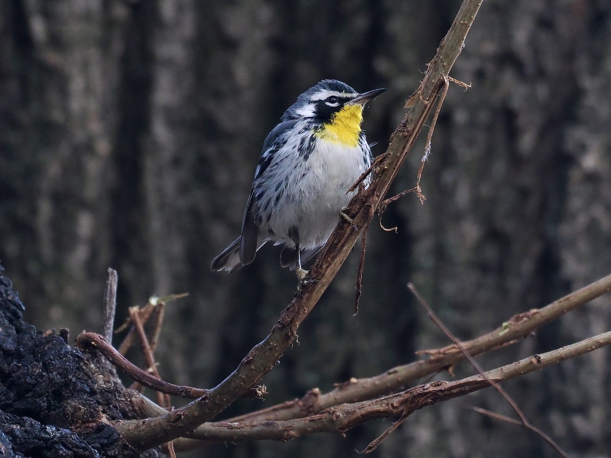 Paruline à gorge jaune (albilora) - ML646616187