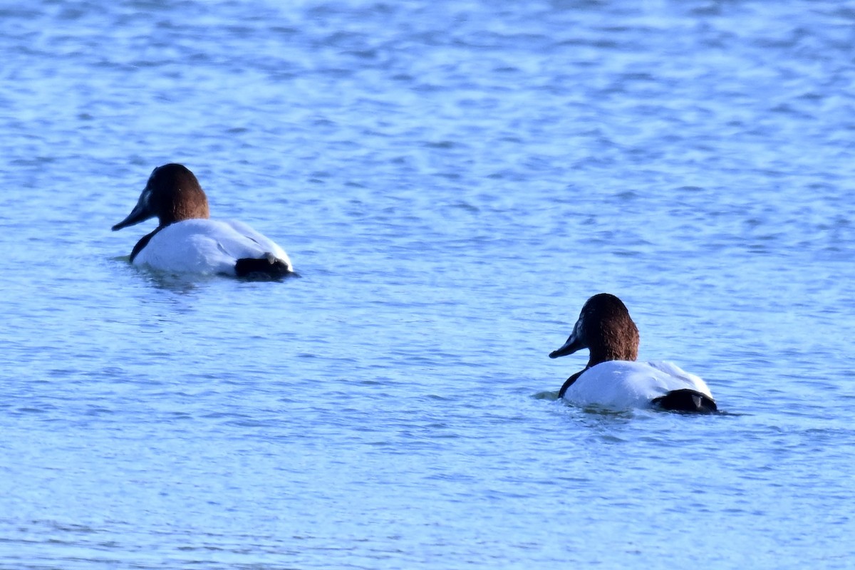 Canvasback - ML646616200