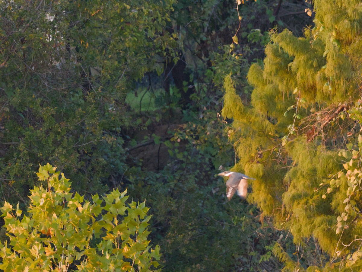 Ringed Kingfisher - ML646616216