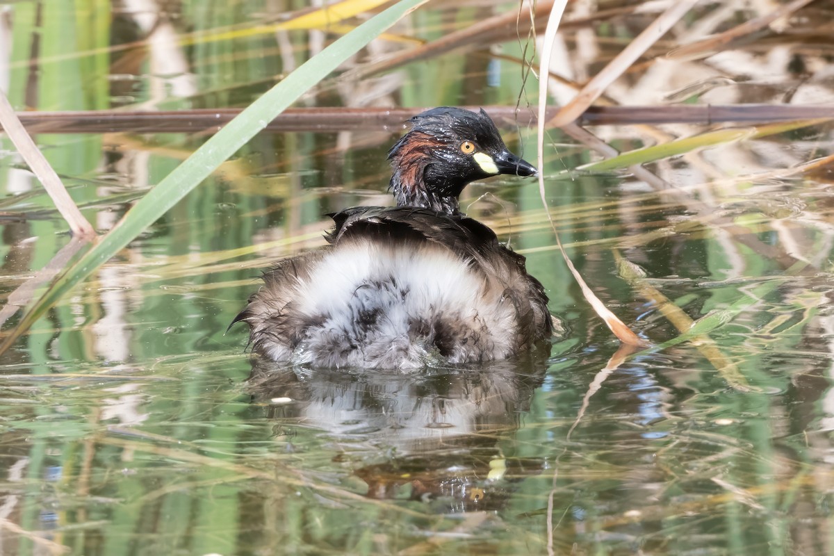 Australasian Grebe - ML646616217