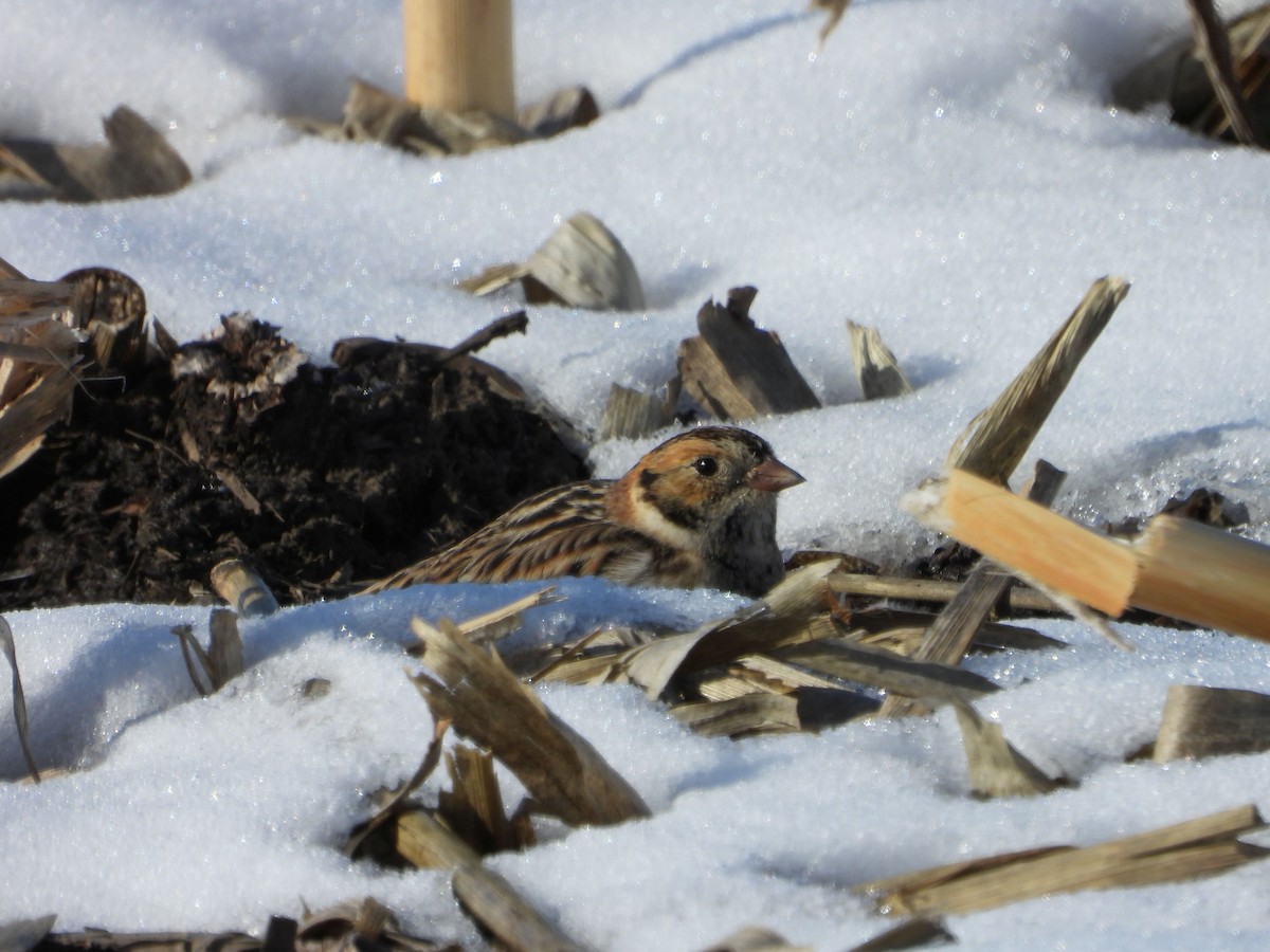 Lapland Longspur - ML646616218