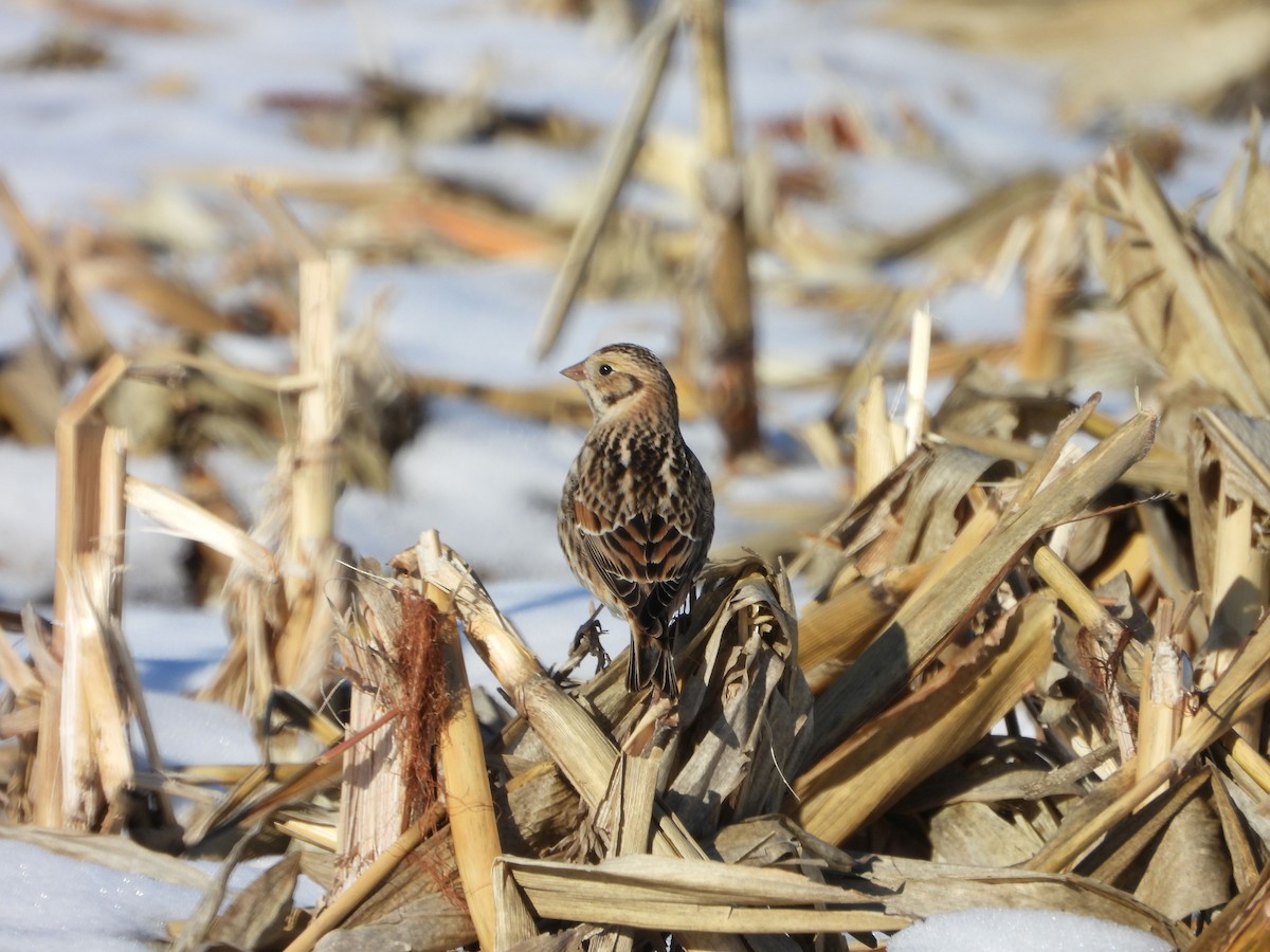 Lapland Longspur - ML646616219
