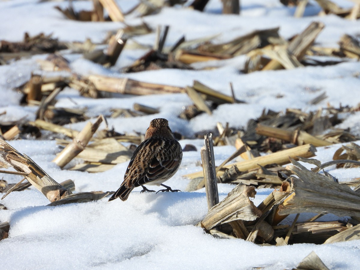 Lapland Longspur - ML646616220