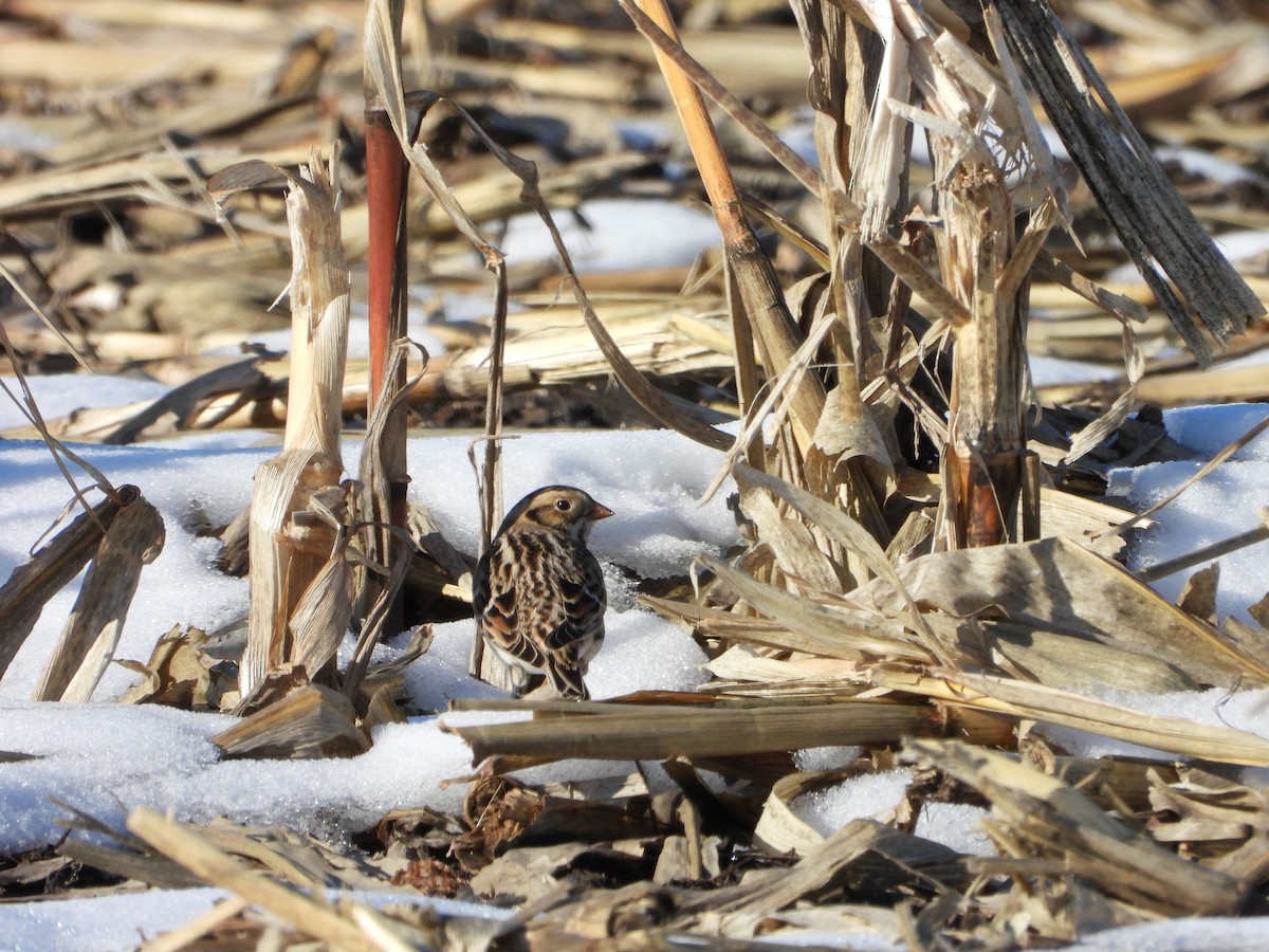 Lapland Longspur - ML646616221