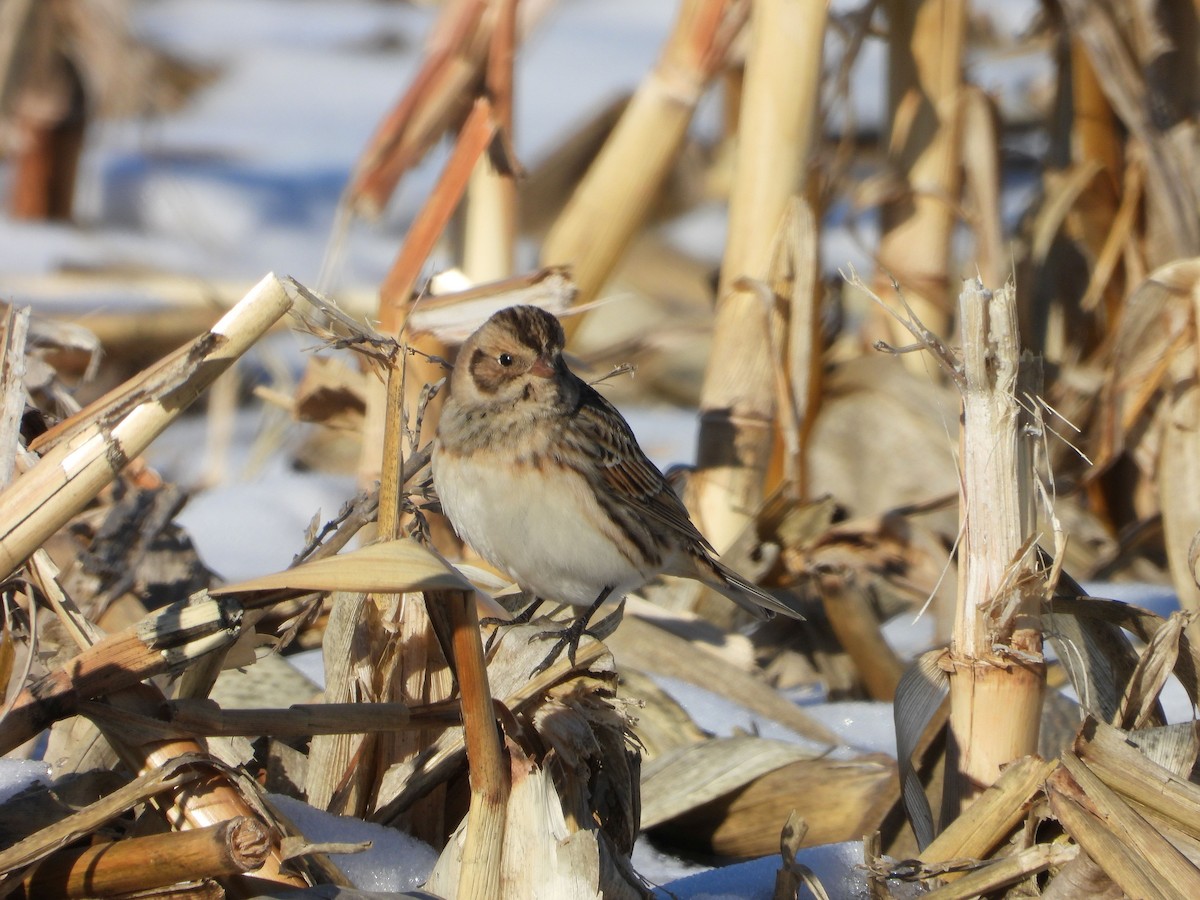 Lapland Longspur - ML646616222