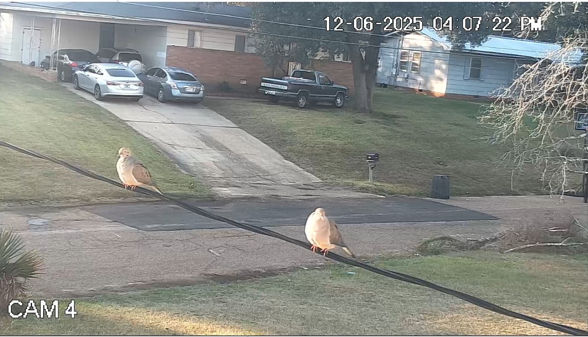 hrdlička karolínská - ML646616223