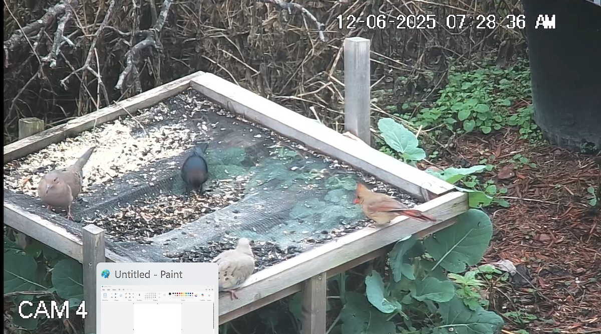 hrdlička karolínská - ML646616224