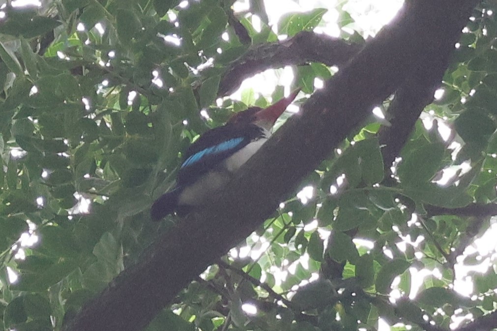 セグロショウビン - ML646616225