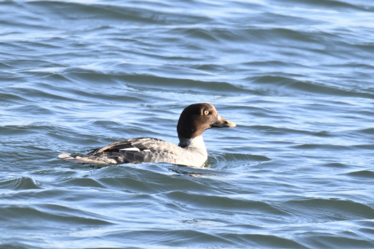 Common Goldeneye - ML646616226