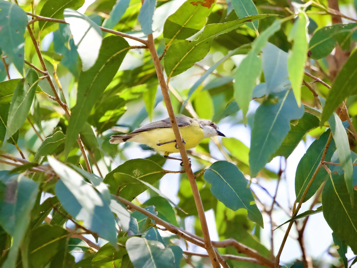 White-throated Gerygone - ML646616230