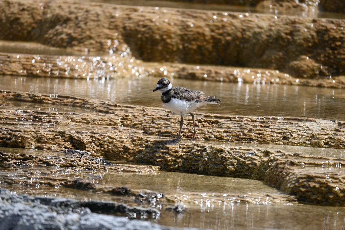 Killdeer - ML646616232