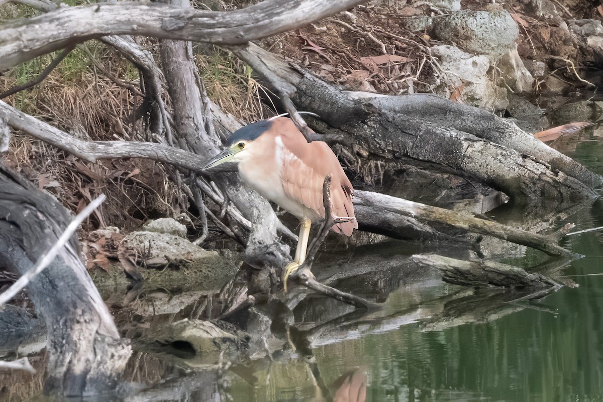 棕夜鷺 - ML646616233