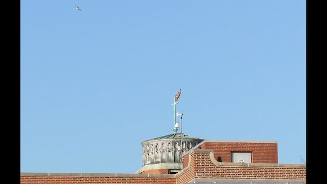 Kaio hauskara amerikarra - ML646616234