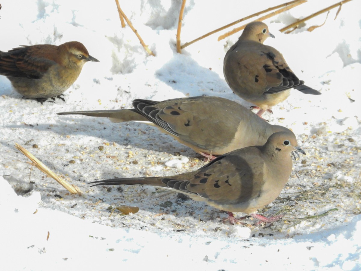 hrdlička karolínská - ML646616235