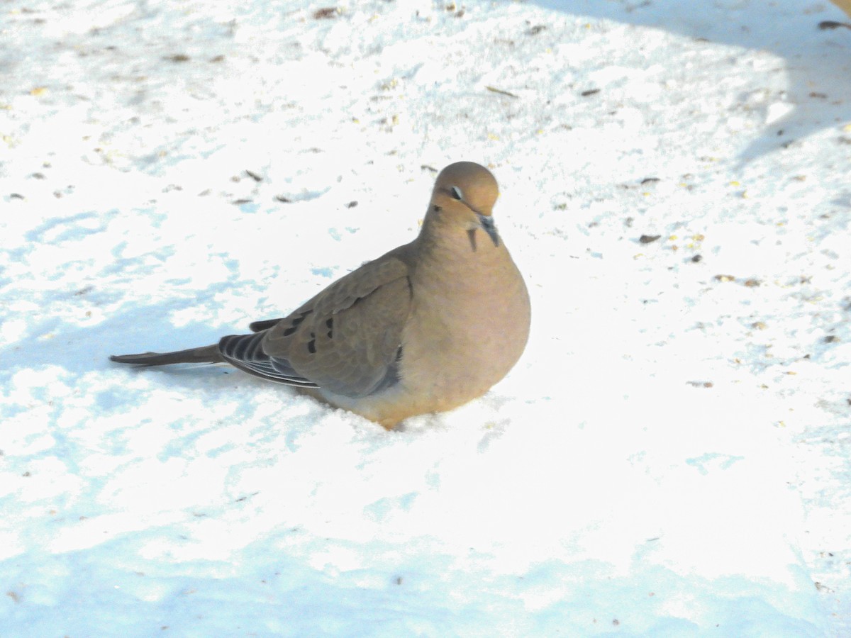 hrdlička karolínská - ML646616236