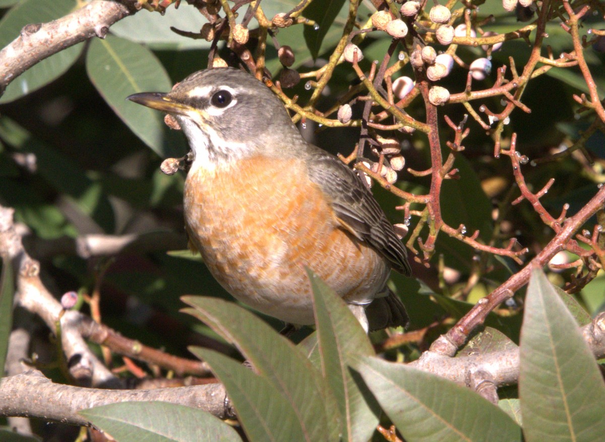 Дрізд мандрівний - ML646616237
