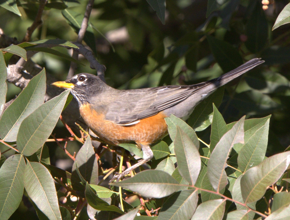 Дрізд мандрівний - ML646616238