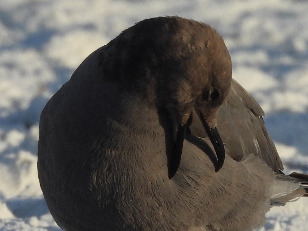 Gray Gull - ML646616239