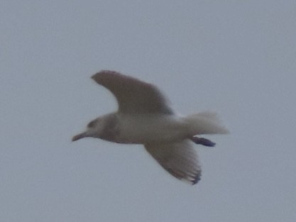 Полярная чайка - ML646616240