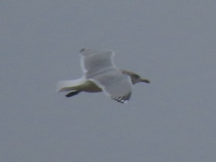 Полярная чайка - ML646616242