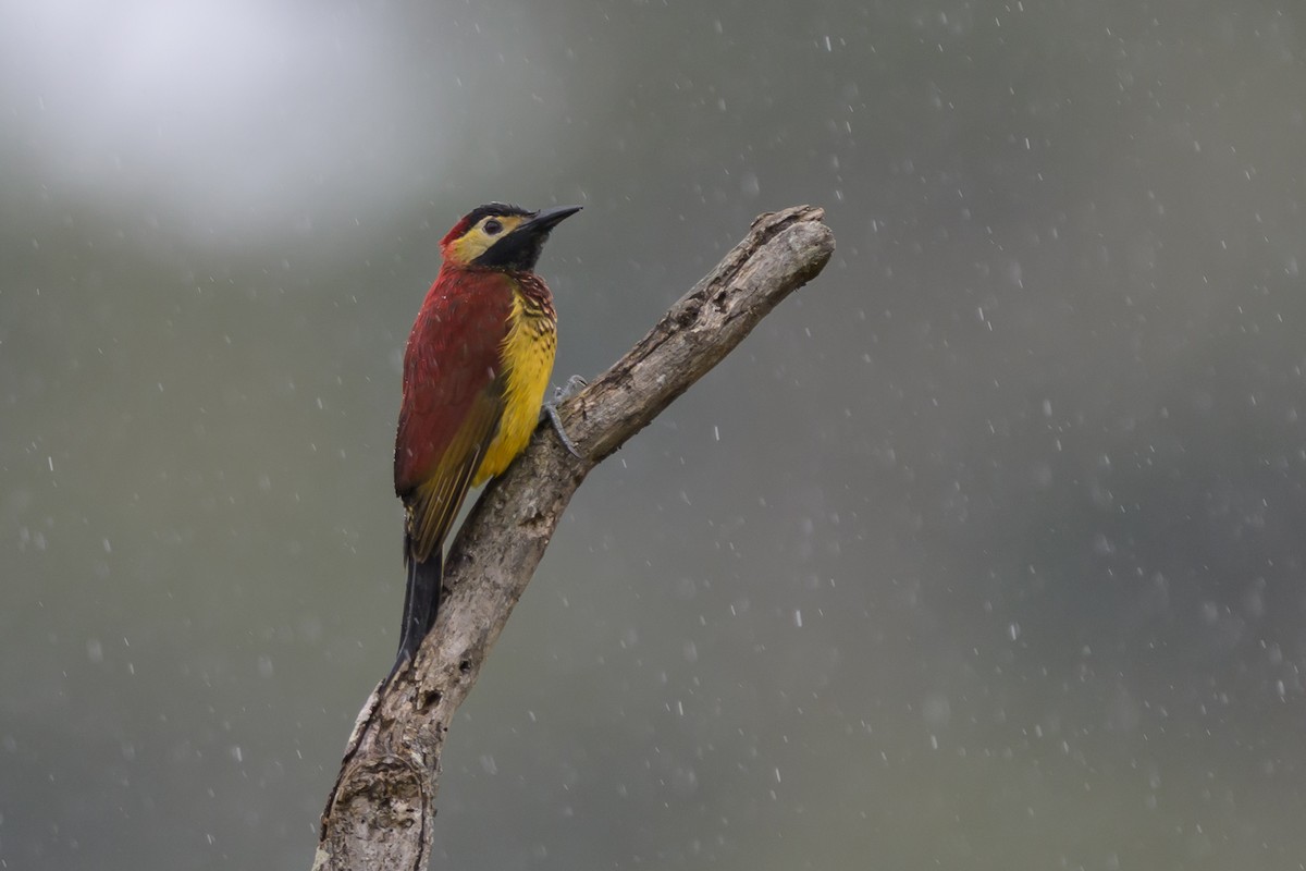 Crimson-mantled Woodpecker - ML646616249