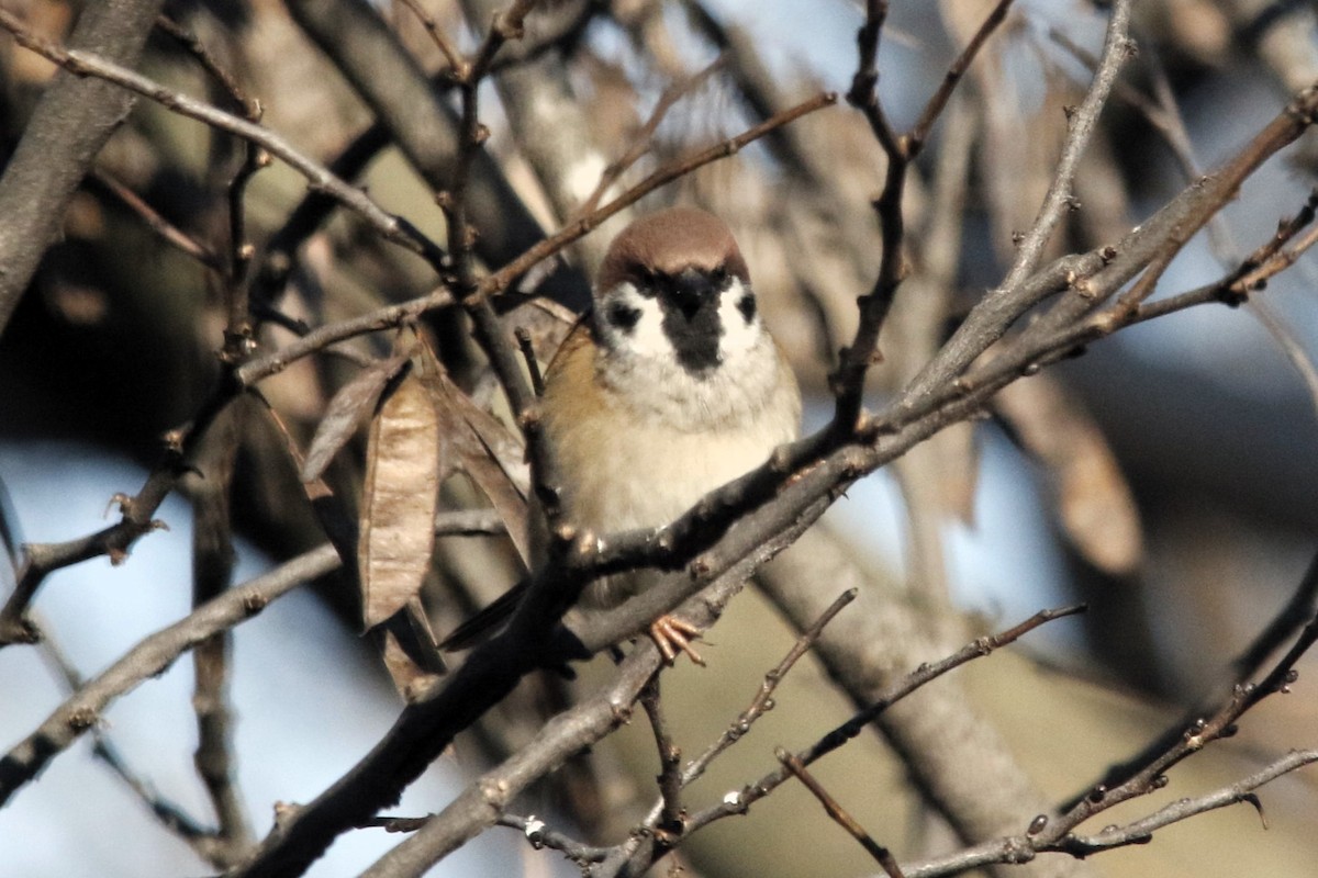 Ağaç Serçesi - ML646616250