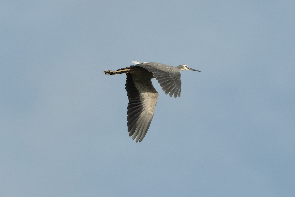 白臉鷺 - ML646616252