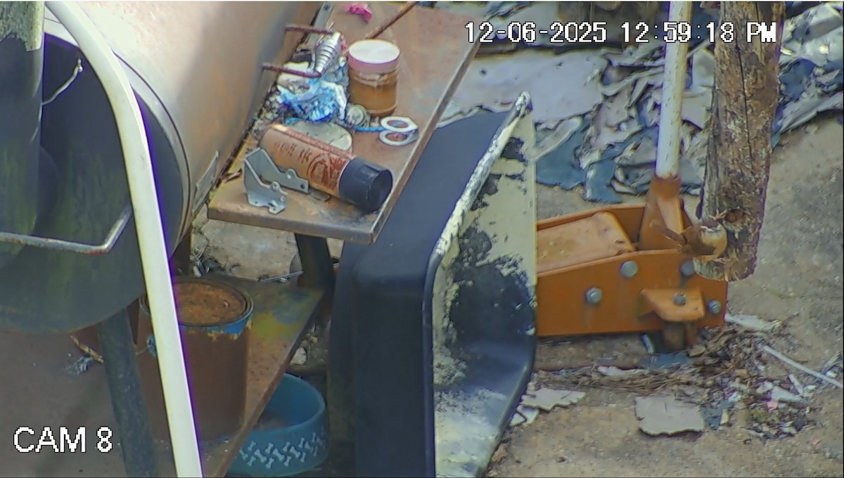 Каролинский крапивник - ML646616253