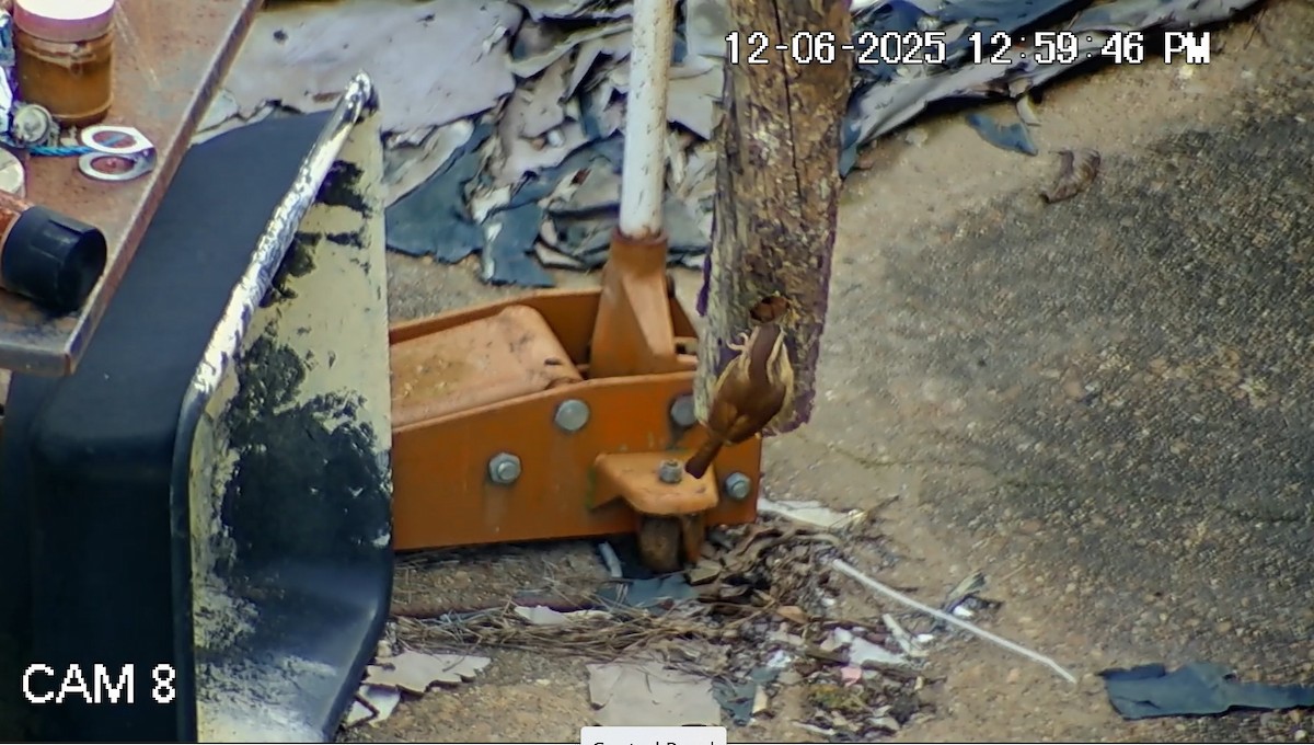 Каролинский крапивник - ML646616254