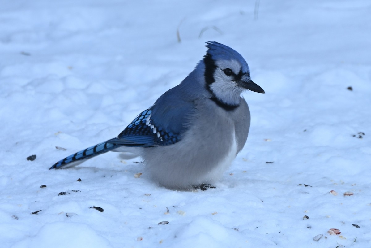 Blauhäher - ML646616255