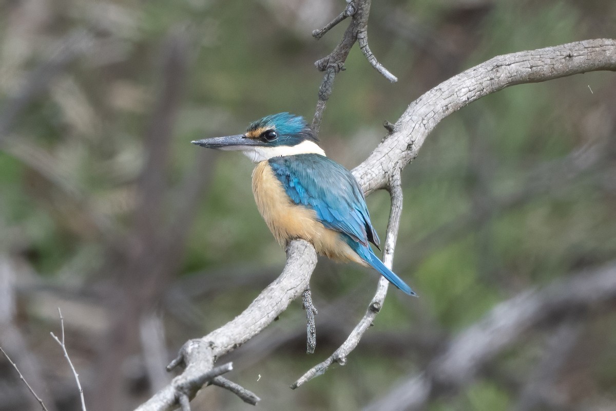 Sacred Kingfisher - ML646616261