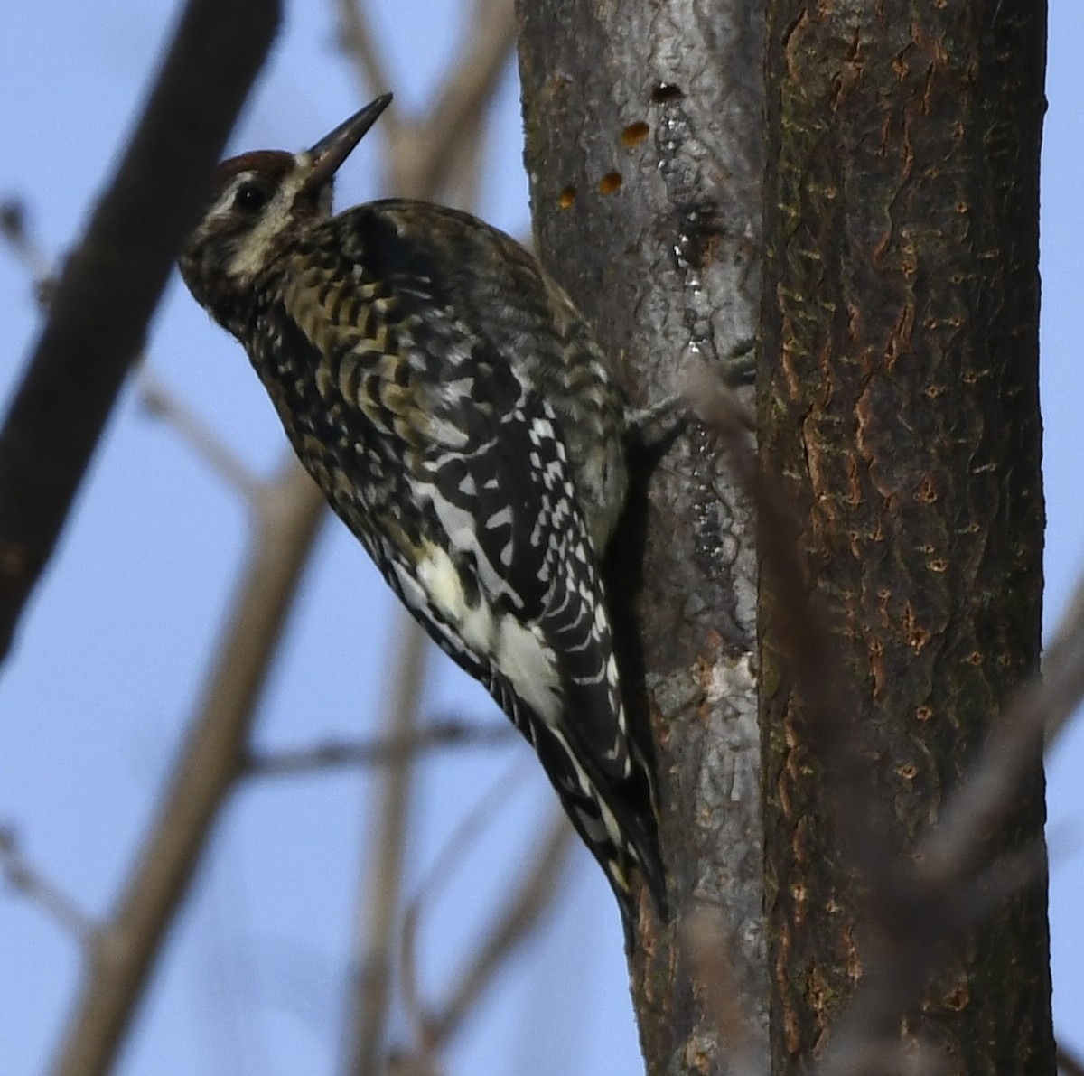 Yellow-bellied Sapsucker - ML646616262