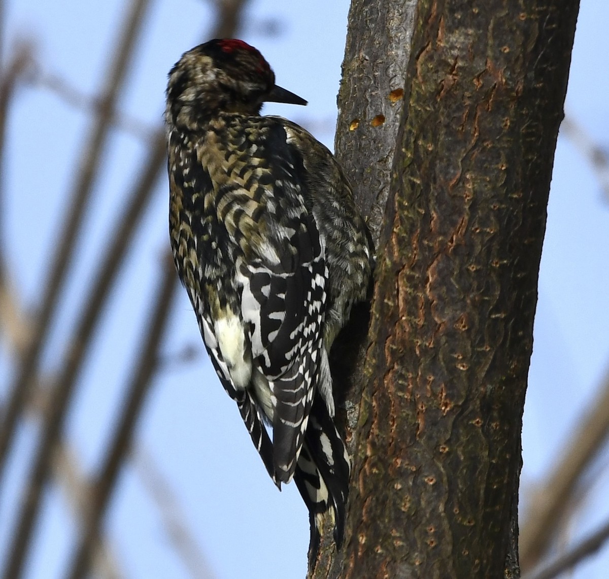 Yellow-bellied Sapsucker - ML646616263