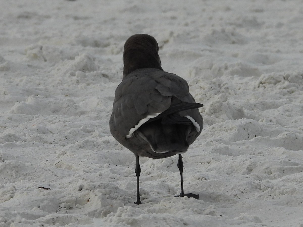 Gray Gull - ML646616265