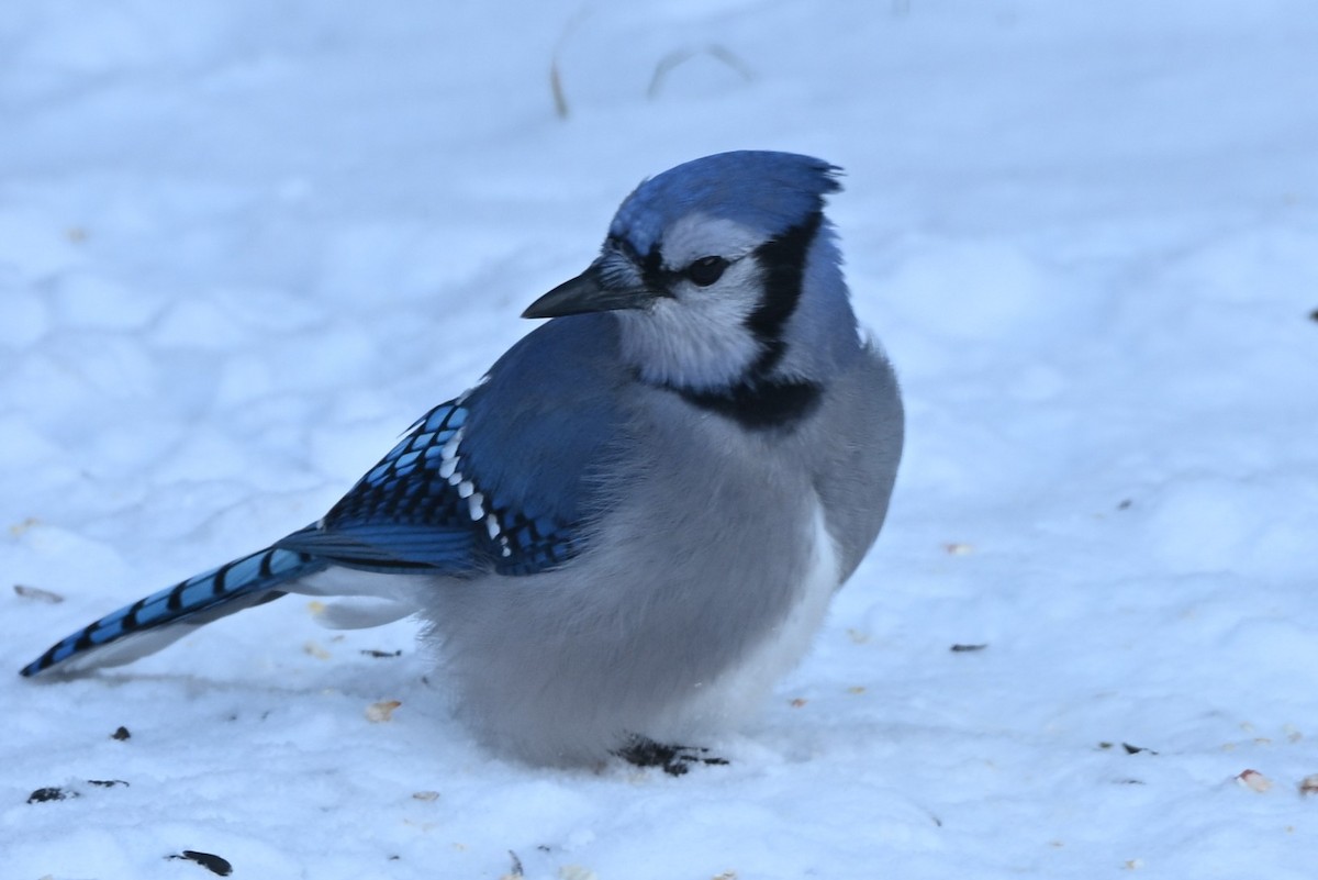 Blauhäher - ML646616266