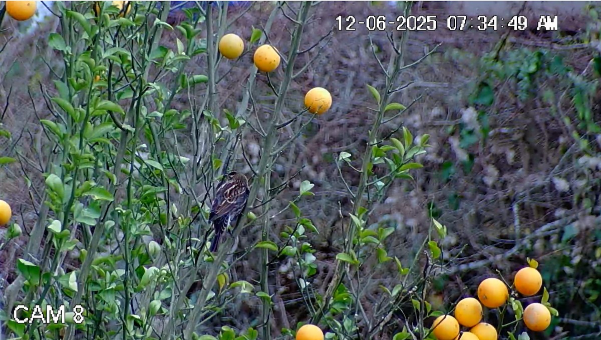 Red-winged Blackbird - ML646616270