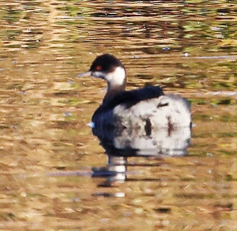 Grèbe à cou noir - ML646616274