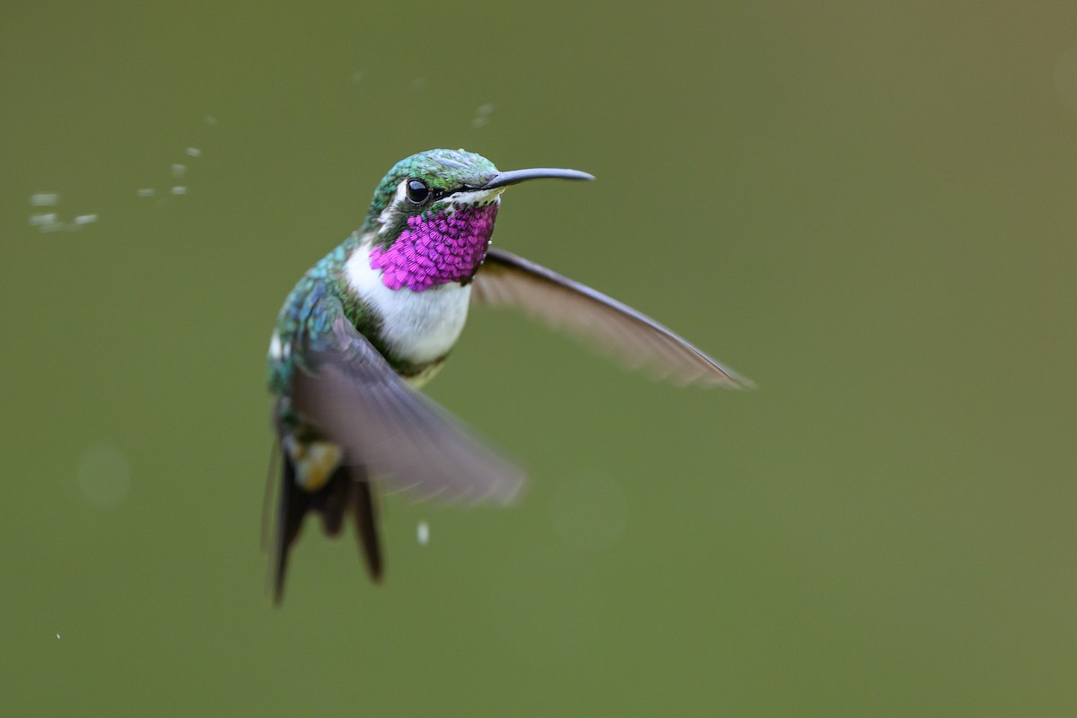 Ak Göbekli Ormanyıldızı - ML646616275