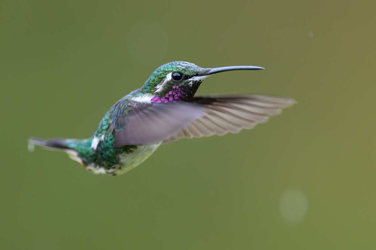 Ak Göbekli Ormanyıldızı - ML646616276