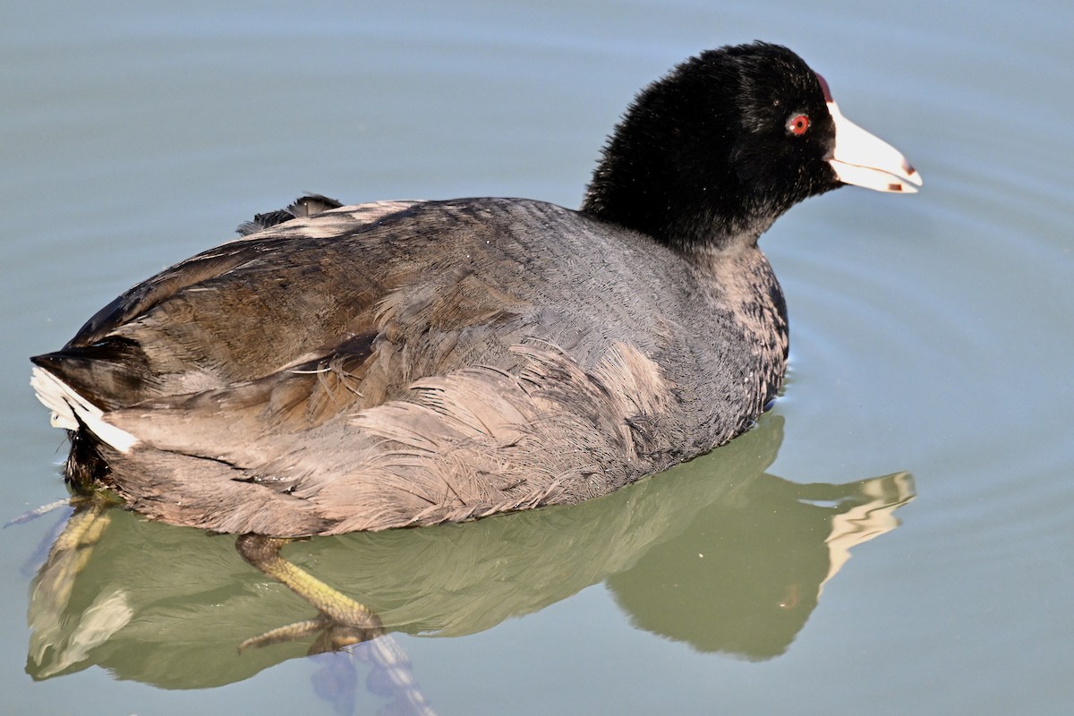 Kopetazuri amerikarra - ML646616277