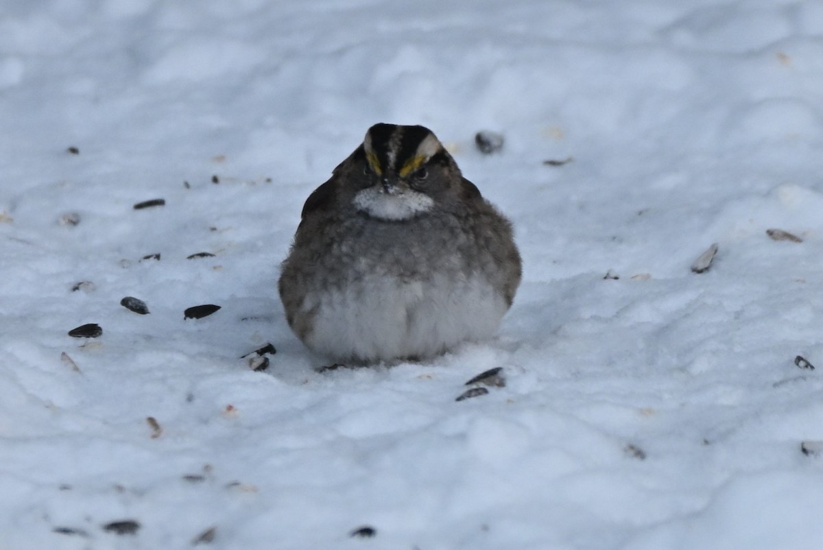 Weißkehlammer - ML646616278