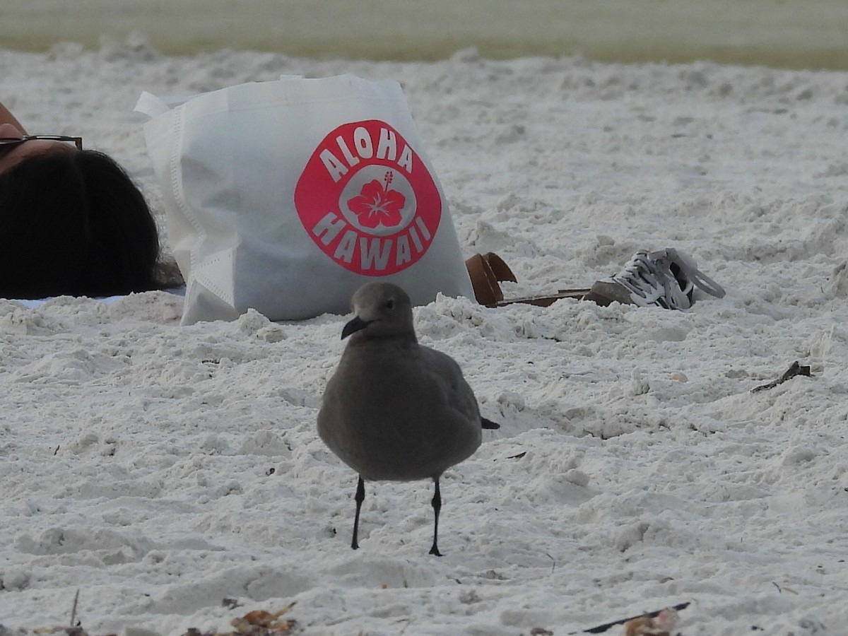 Gray Gull - ML646616280