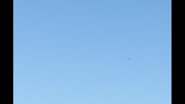 Kaio hauskara amerikarra - ML646616281